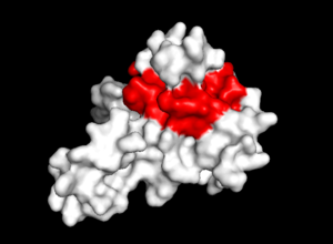 Image 3. TIP30 displayed showing residues 19-52 in red. This image was created using PYMOL.