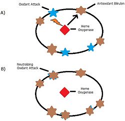 Figure 2: Neutralizing oxidant attack with antioxidants produced through the heme oxygenase reaction