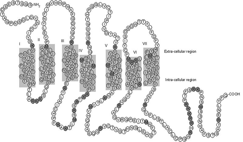 Image:Nuerotensin membrane.jpg