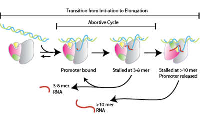  Figure 1. Abortive Cycle  during transcription initiation