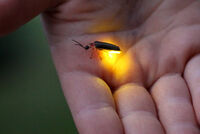 The Common Eastern Firefly in a hand emitting a yellow hue, showing bioluminescence.[1]