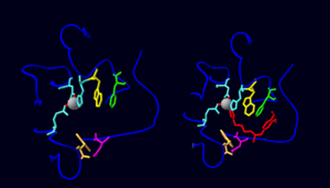 Figure 4. A comparison between the active sites of DromeQC crystalized either with a PBD150 inhibitor (right, PDB: 4F90) or without (left, PDB: 4FWU). Protein loops surrounding the active site are denoted in dark blue, providing a scaffold for a catalytic Zn2+ (gray) to be chelated by three residues (light blue).The PBD150 inhibitor (red) involve interactions with W296 (yellow), F292 (green), W176 (beige) and D271 (pink).
