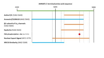 Figure 2. A visual representation of the C-terminal sequence of AHNAK and its sites of protein interaction.