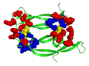 Structure of VEGF-E. Red Highlights Binding sites, Blue Highlights the Cysteine Knot, Yellow Highlights the intermolecular Dislufide bonds, 2gnn