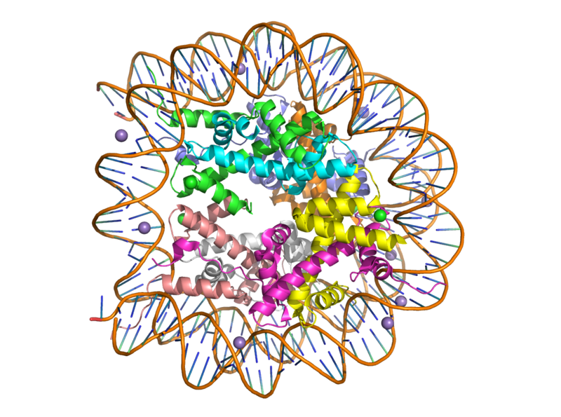 Image:Human nucleosome ray trace.png