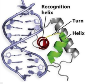 Figure 2. A generic protein representing the wHTH motif binding the major and minor groove of DNA similar to AdcR.