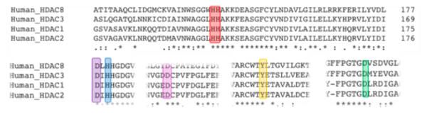 Figure 1. Conserved Residues Across HDAC Families. Red represents His142 and His143, purple represents Asp178, blue represents His180, pink represents Asp101, yellow represents Tyr306 and green represents Asp267.
