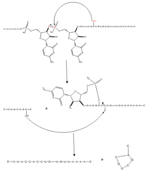Figure 1. Splicing mechanism for eukaryotes. Free 3’OH nucleophile of adenosine in intron attacks phosphorus of phosphate creating a ring structure intron known as a lariat. The free 2’OH in the 5’ splice site (red) acts as the nucleophile to attack the phosphate of the first nucleotide in the 3’ splice site (red) to release the lariat intron. The products include the final modified RNA sequence and the lariat which will be recycled.