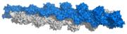 F-Actin polymer (based on Ken Holmes F-actin structure)