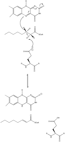Image:AcylCoAdehydrogenase.png