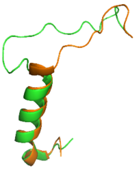 Figure 1: Overlay of sCT (orange) and rAmy (green)