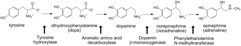 Image:Catecholamines.png