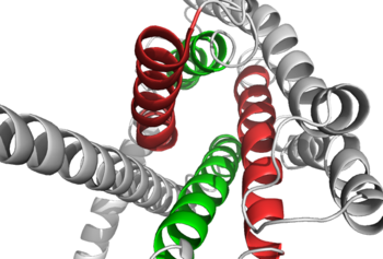 Figure 1: Extracellular tips of the 7TM helices. Helices two and six are shown in green, while helices three and seven are shown in red