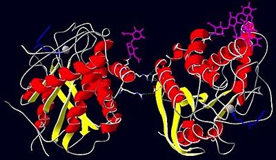 Figure 2. A 3D graphical representation displaying the homodimer glutaminyl cyclase from Drosophila melanogaster (PDB: 4F9U). Secondary structure is depicted by red (α-helix) and yellow (β-strand) ribbons, glycosyl groups are coloured pink, while hydrogen bonds between the two monomers are shown by dotted green lines. The active site of DromeQC contains a chelated zinc ion represented by a gray sphere. Also bound to the active site and depicted as blue is the inhibitor 1-(3,4-dimethoxyphenyl)-3-[3-(1H-imidazol-1-yl)propyl]thiourea.