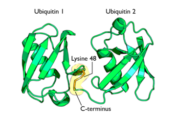 Isopeptide bond between two Ubiquitin molecules