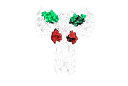 Figure 2: The four binding sites of insulin. Sites 1 and 1' are colored green, sites 2 and 2' are colored red.  PDB 6SOF