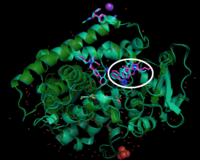 Figure 6.The overlay of CYP2C9WT and CYP2C9*30. This figure shows the binding difference between CYP2C9 WT and the CYP2C9*30 variant. The circled region is where Losartan binds differently in WT comparing to *30 variant. the  Green: *30variant, cyan: WT.