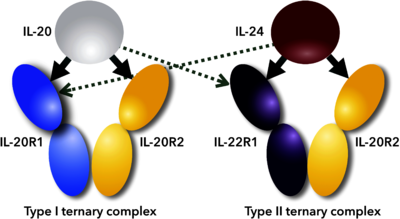 Scheme of promiscuous binding of IL-20 and IL-24 to signaling receptors IL-20R1 and IL-22R1. Arrows indicate binding between cytokines and their receptors; thick arrows show preferential binding, dashed ones alternative binding to the promiscuous receptors.