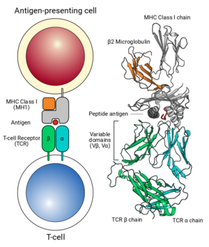 Interaction of MHC Class 1-Antigen complex with TCR