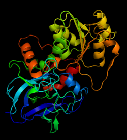Structure of Alcohol Dehydrogenase
