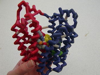 Model of Lactose Permease
