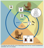 Life cycle of tick.[[1]]