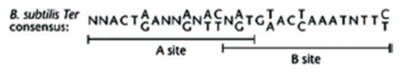 B.Subtilis consensus Termination sequence showing A and B sites. Adapted from 