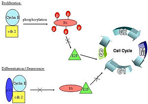 pRb/E2F binding in the cell cycle