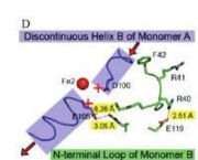 Figure 3: Shown are the interactions between the N-terminal loop of monomer B and the discontinuous helix B of monomer A with the iron binding site Fe2.