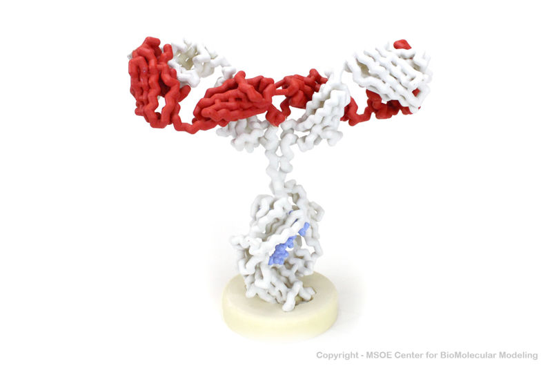 Image:Antibody1 centerForBioMolecularModeling.jpg