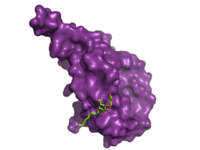 Figure 2. Bound Molecule of Glucagon. A molecule of glucagon is shown bound to the GCGR's ECD (shown in magenta)