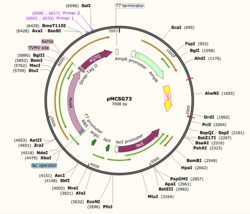 Figure 1: Plasmid Map of pMCSG73, the expression vector for 4Q7Q.