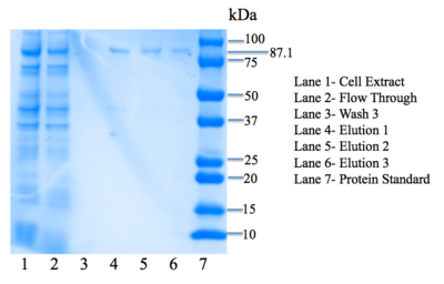 Figure 5: SDS-PAGE gel. Bands are present in elution lanes at 87.1 kDa.