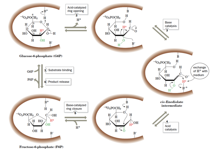 Figure 3. The reaction mechanism of phosphoglucosisomerase. The active site catalytic residues, BH+ and B′, are thought to be Lys and His, respectively.