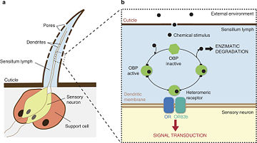 Figure 2.(a) Schematic representation of the general structure of an insect olfactory hair; (b) The first molecular steps of the insect chemosensory signaling transduction pathway. Figure 1 from Sánchez-Gracia et al.(2009), used with permission of Prof. Sa´nchez-Gracia.