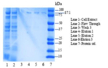 Figure 2: SDS-PAGE gel of purified 4Q7Q plasmid. L1: Cell Extract, L2:Flow Through,L3: Wash 3, L4: Elution 1 , L5: Elution 2, L6: Elution 3 , L7: Protein standards.