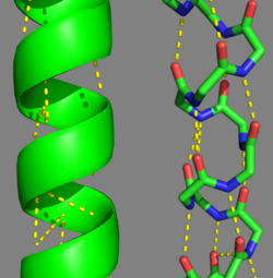 Tropomyosin's Alpha Helices are represented in ribbon (Chain A) and ball and stick form (Chain B, without side chains).  The yellow lines represent the polar contacts within the protein backbone, which stabilize the helical structure.