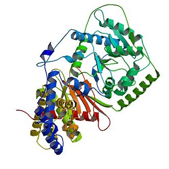 carnitine acetytransferase in complex with carnintine, one of its substrates