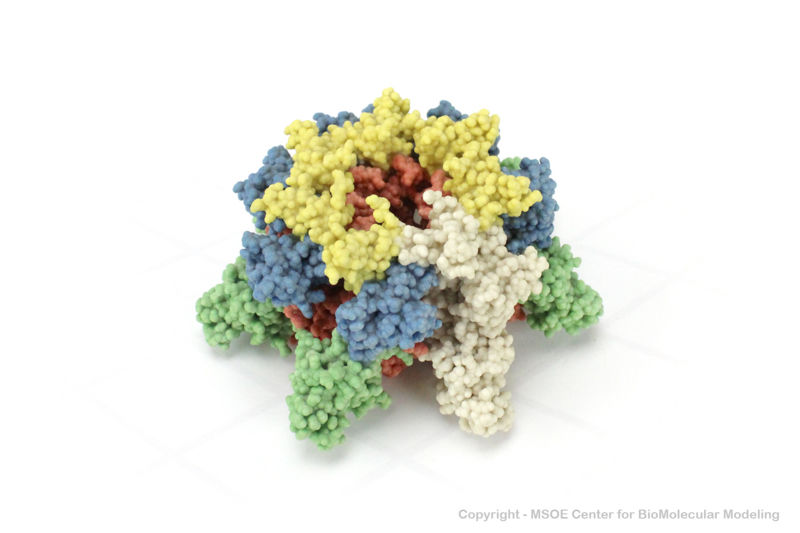 Image:Anthrax 1 centerForBiomolecularModeling.jpg