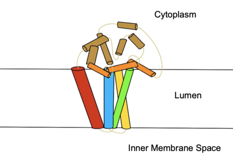 Figure 2. Colored helices based on hydrophobicity. Red, green, yellow, and blue represent the transmembrane helices.  Orange represents the helices found on the surface of the membrane, and tan represents the helices found in the cytoplasm.