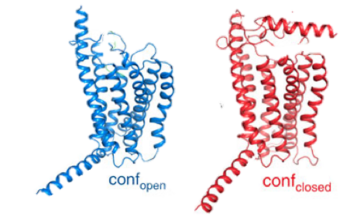 Figure 2: Open conformation in contrast to the closed conformation. The movement of the single helix over the top of the transmembrane domain is the most distinguishable characteristic between closed and open conformation. The jmolSetTarget('1');jmolLink('delete $clickGreenLinkEcho; refresh;setL = \"setLoading();\"; javascript @setL; script /wiki/extensions/Proteopedia/spt/wipeFullLoadButton.spt;  isosurface DELETE; scn = load(\"/wiki/scripts/72/721535/Stalk/1.spt\"); scn = scn.replace(\'# initialize;\', \'# initialize;\nclearSceneScaleCmd = \"clearSceneScale();\"; javascript @clearSceneScaleCmd;\n\'); scn = scn.replace(\'_setSelectionState;\', \'_setSelectionState; message Scene_finished;\'); script inline scn;','stalk','stalk'); is not accessible to glucagon in the closed conformation.