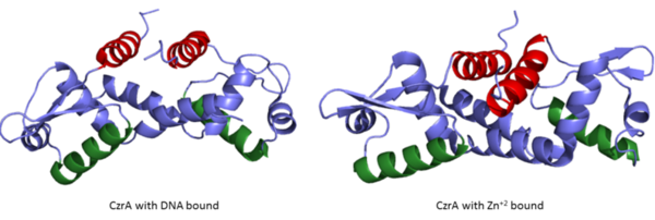 Figure 2: Comparison of Czr A bound to DNA to Czr A with Zn+2 bound. α5 helices are shown in red and the α4 helices shown in green.