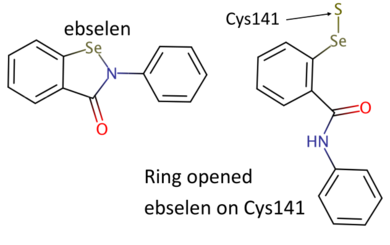 Chemical structures of ebselen and ring-open ebselen on Cys141 (drawn with Marvin, https://www.chemaxon.com).