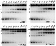 RTP fusion proteins have normal binding affinity at TerI. Polyacrylamide gel mobility shift assays were carried out using 32P-labelled TerI fragment (0.5 pM). Concentrations (pM) of RTP or RTP fusion proteins are above each lane. The number of dimers bound to the TerI framents is indicated by 0, 1 and 2. The V band is the other non-TerI containing fragment derived from the pID2 plasmid.