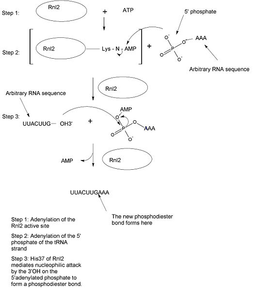 Image:Diagram of tRNA repair by Rln1.jpg