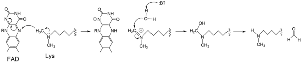 Figure 4: Hydride transfer mechanism catalyzed by LSD-1 with a dimethyl-lysine substrate.