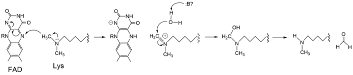 Figure 3: Hydride transfer mechanism of LSD-1 active site via FAD cofactor.