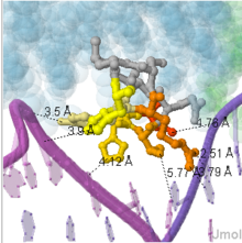 DNA-binding interactions of the α3 helix of RTP.