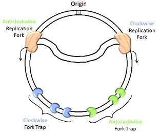 Schematic representation of the replication termination fork and fork traps of the E. coli and B. subtilis chromosomes.