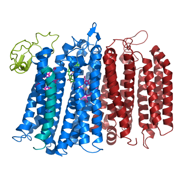Image:Bd oxidase structure (basic).png